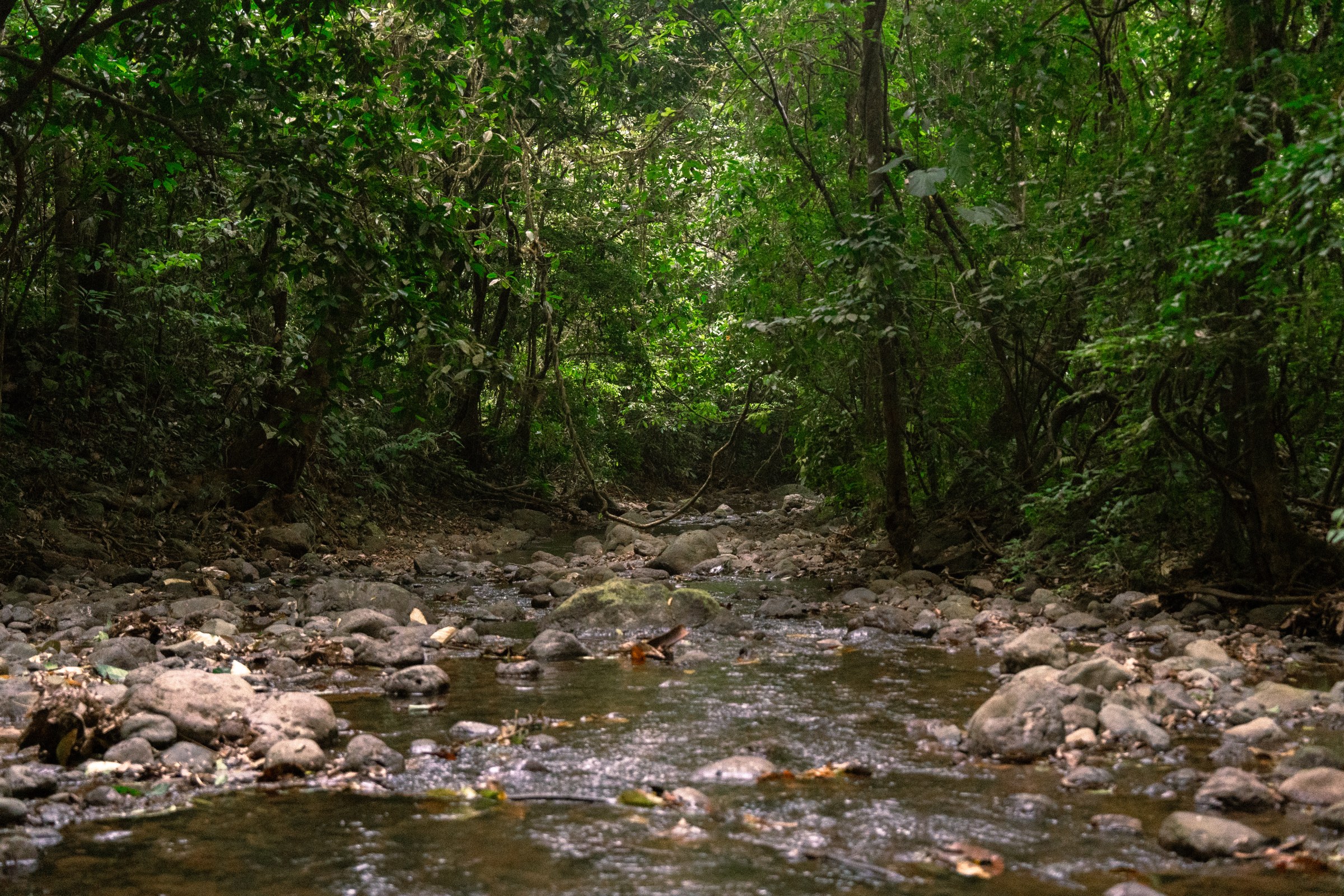 Forest stream in Costa Rica